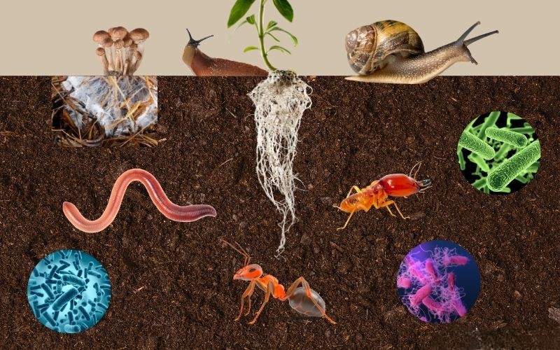 soil biodiversity