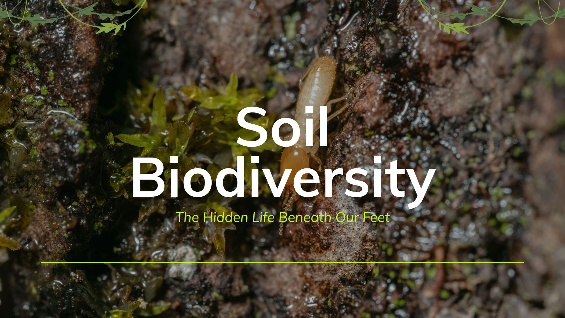soil biodiversity
